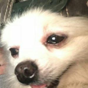 Meet your Posher, Lee